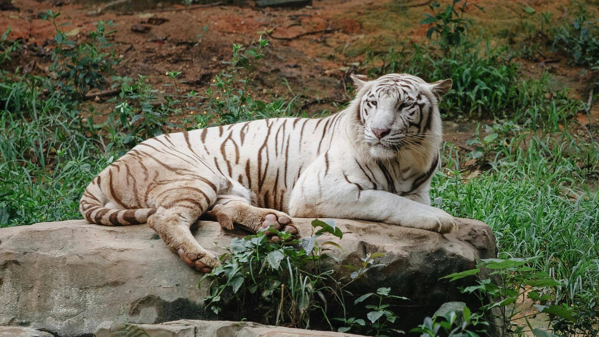 インドのサリスカ・タイガー・リザーブを探検しよう