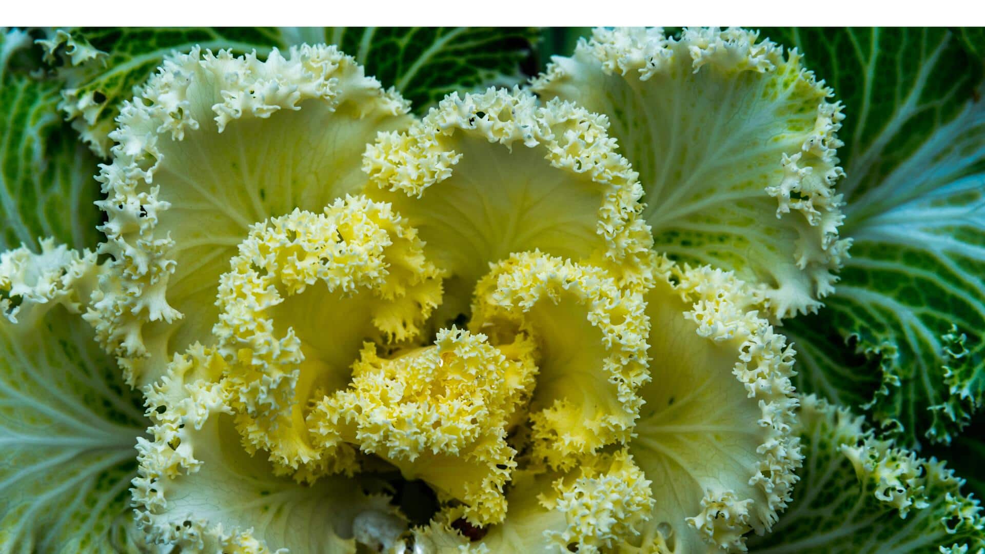 アデレード植物園の隠れた名所 アデレード植物園の隠れた名所