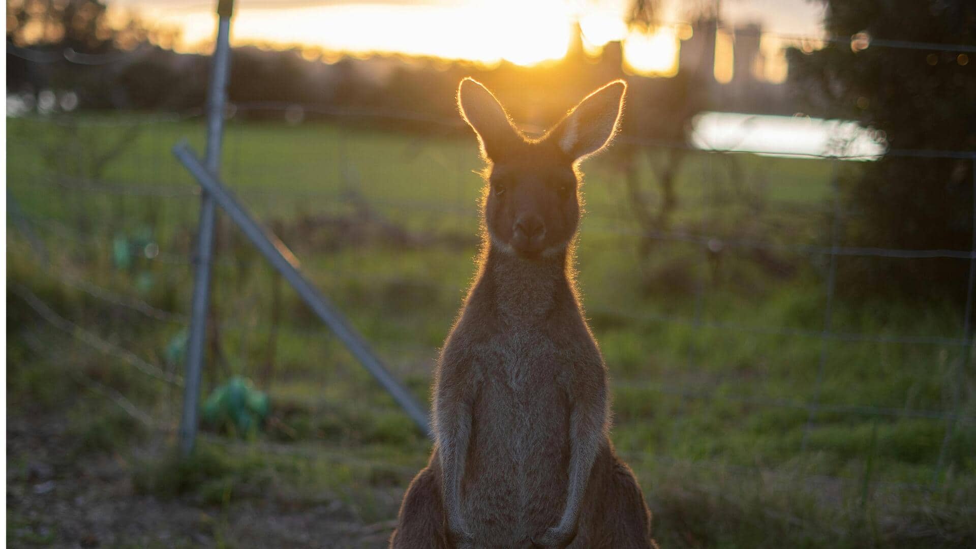 オーストラリアの訪れるべき動物保護区5選 オーストラリアの訪れるべき動物保護区5選
