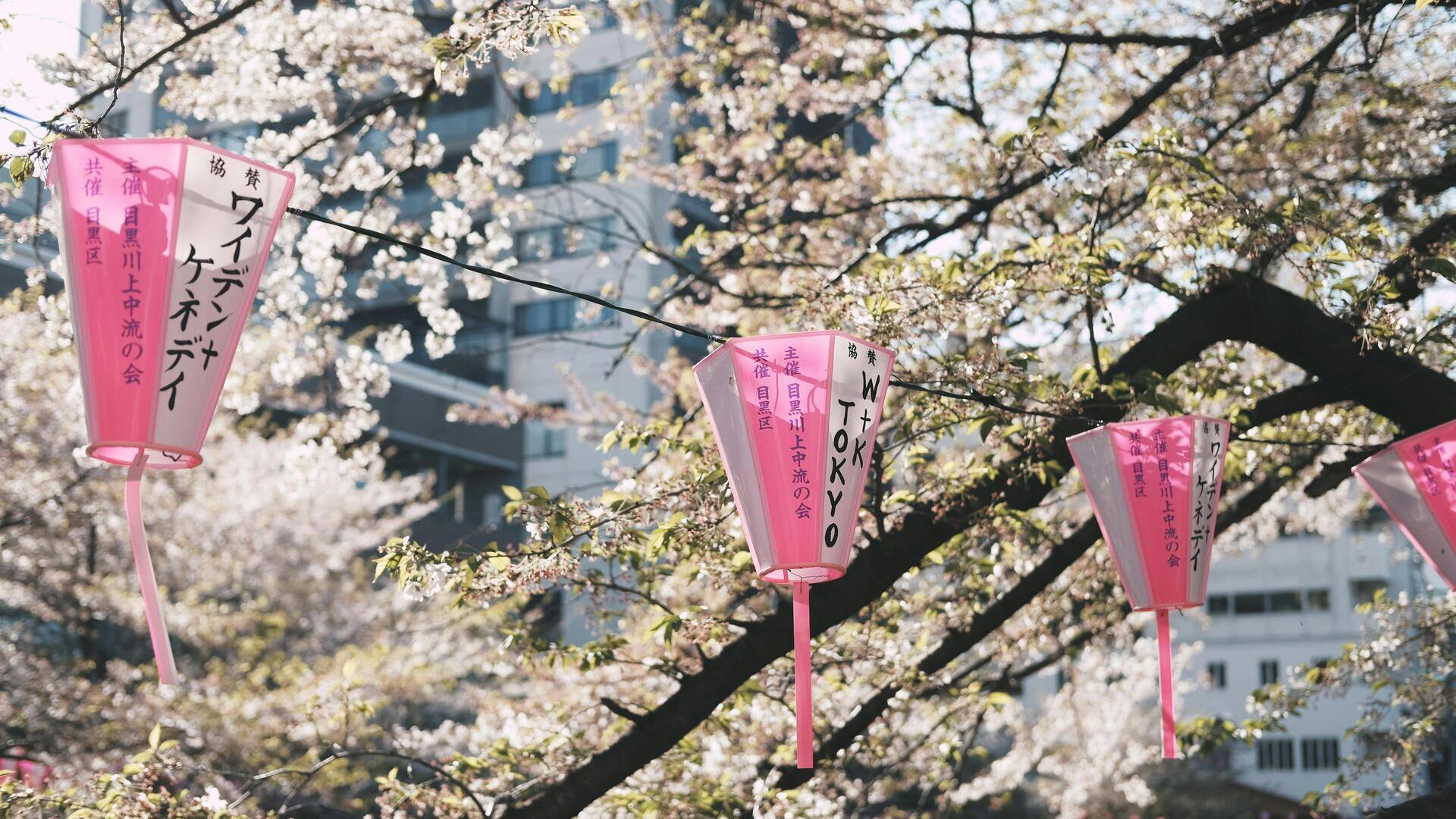 東京での花見に必要な五つのアイテム