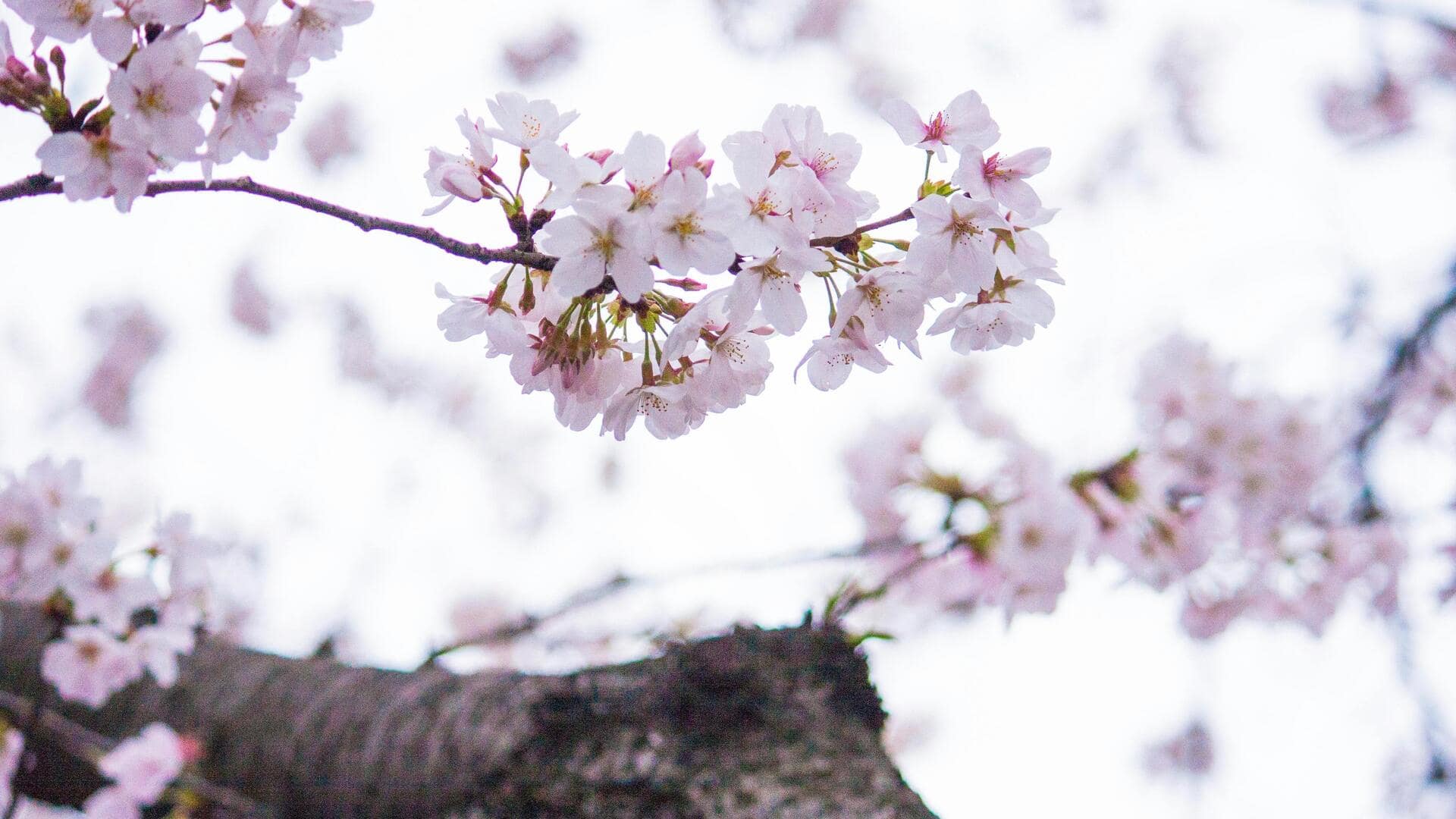 ワシントンD.C.の春の桜スポット5選