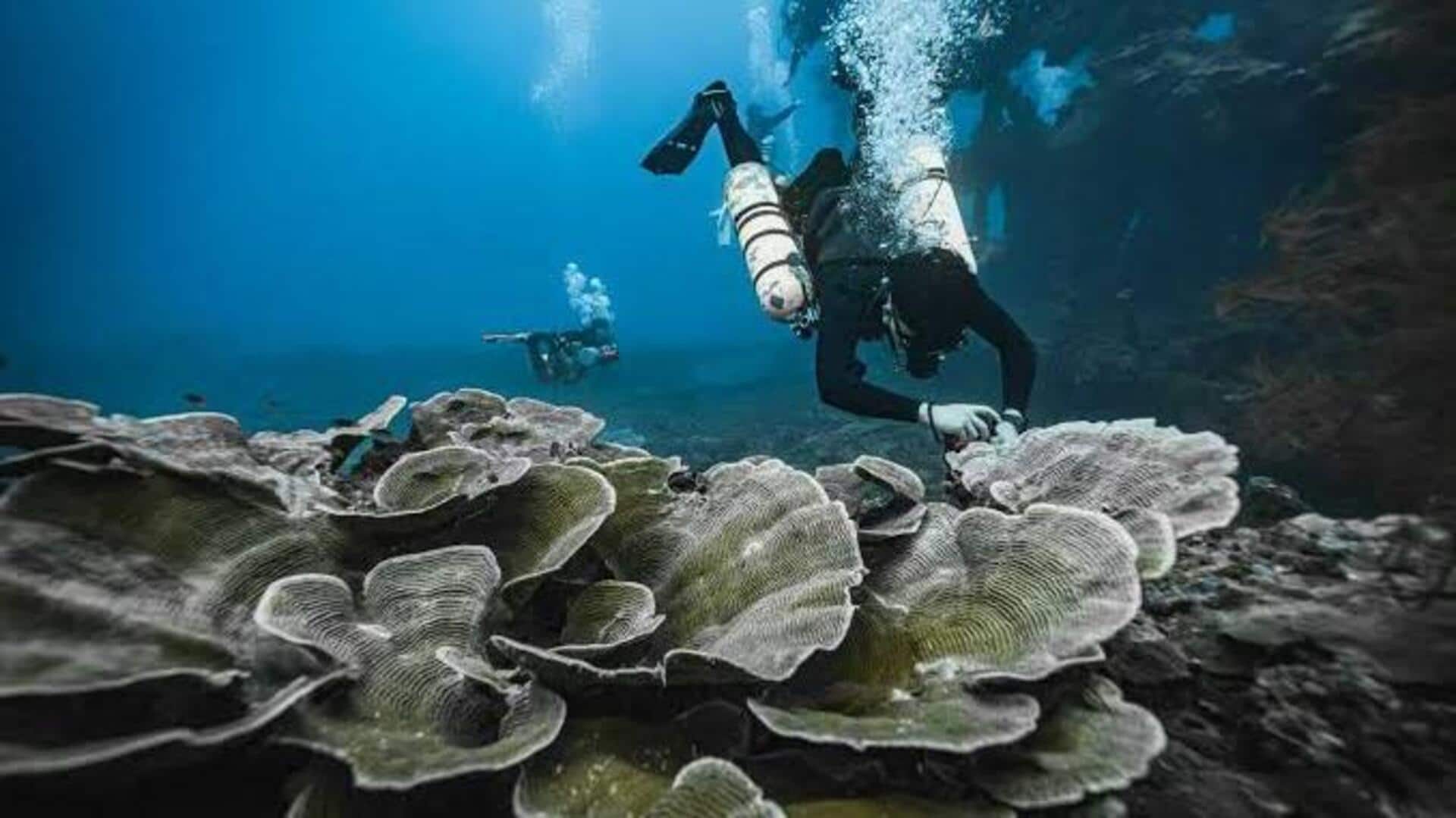 パラオの海洋保護活動を探る