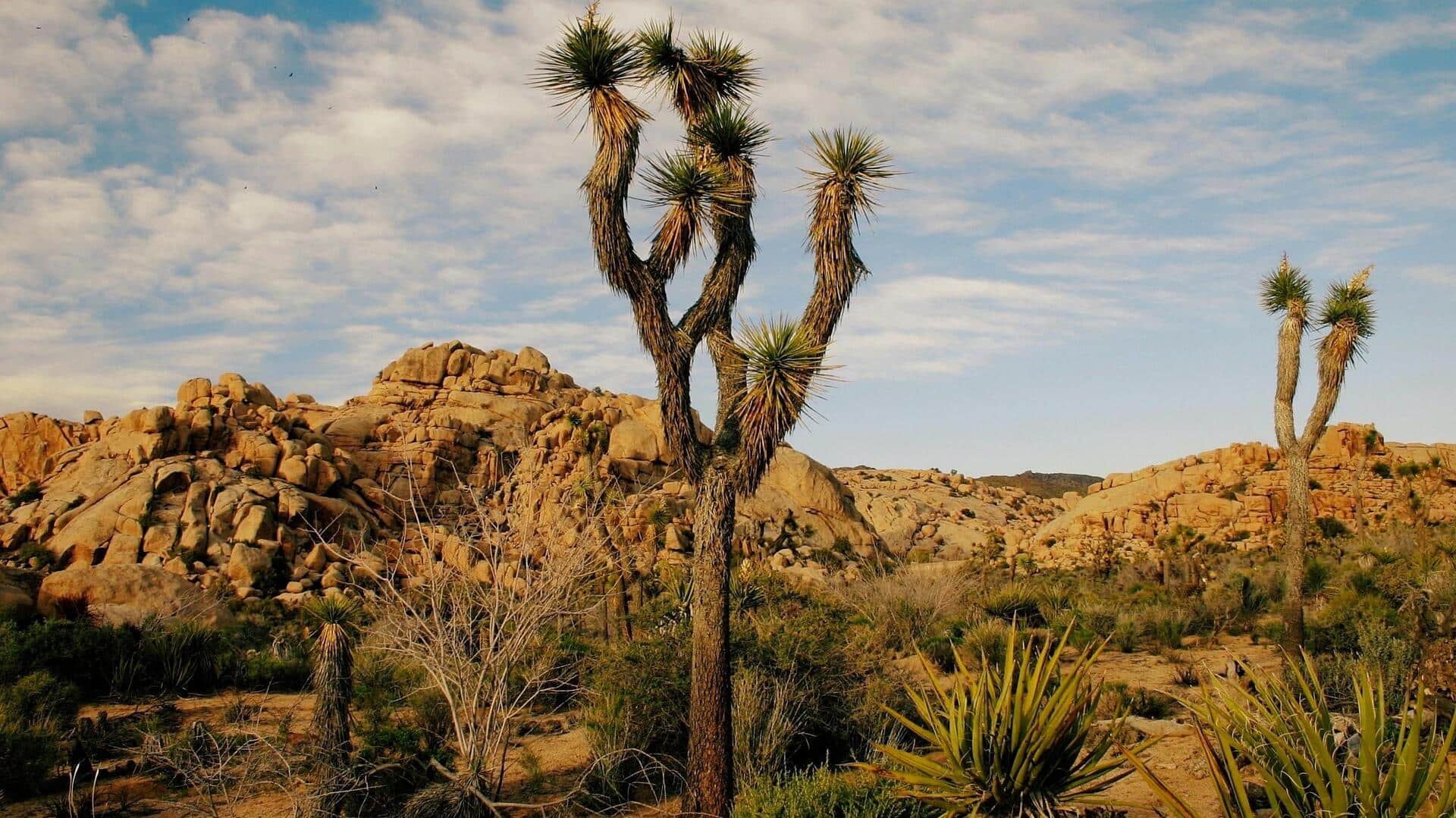 カリフォルニアの秘境、砂漠のトレイルを探る カリフォルニアの秘境、砂漠のトレイルを探る