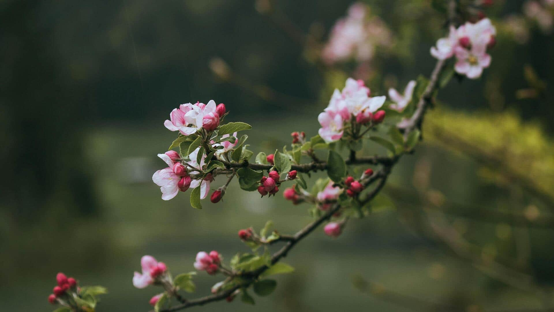 京都の春の桜名所五選