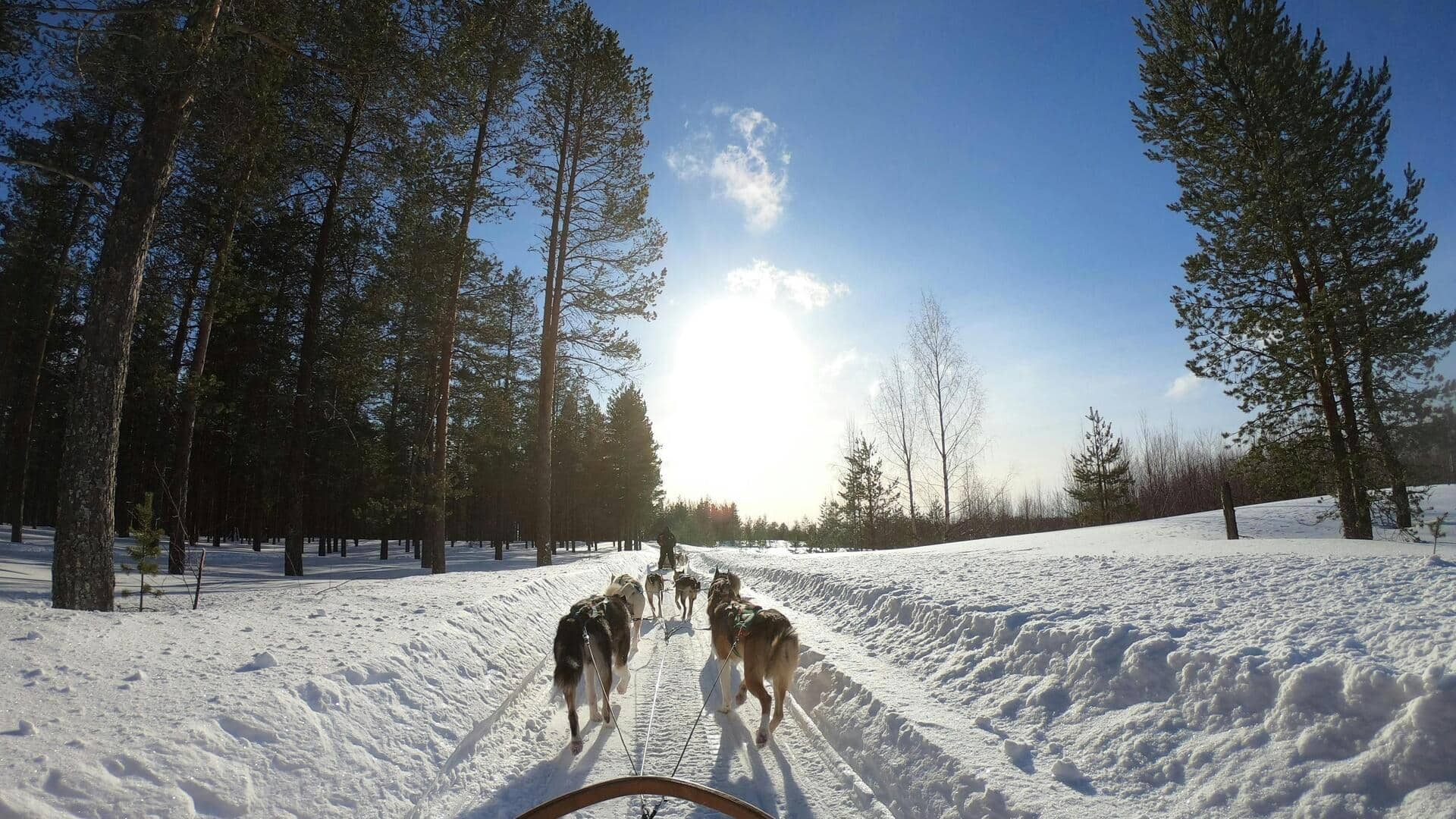 フィンランドのラップランドでハスキー犬ぞり体験