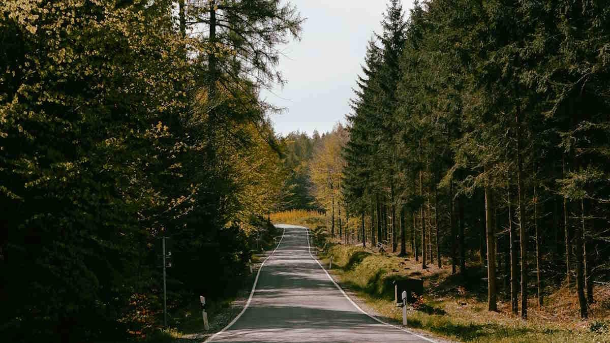 Descubra A Floresta Negra, Alemanha: Natureza E Tradição