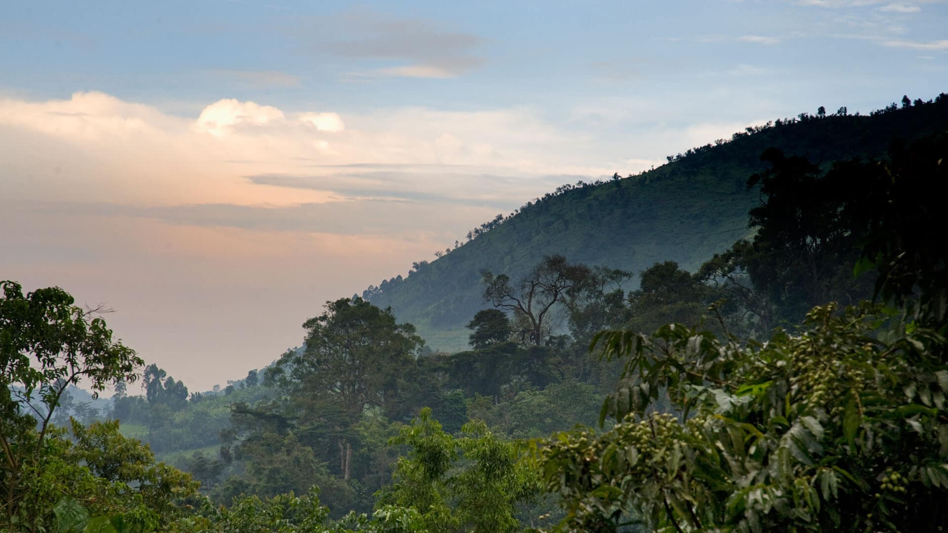 Explore A Floresta Impenetrável De Bwindi, Uganda