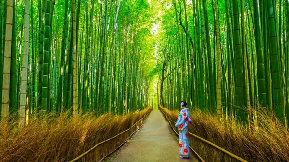 Descubra A Tranquilidade De Kyoto, Japão