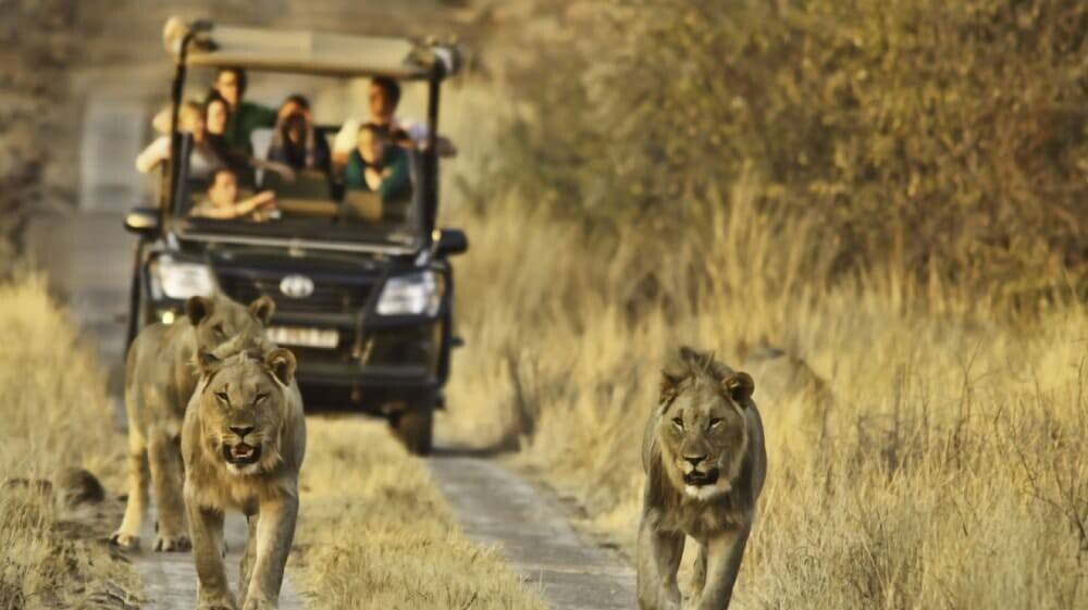 Explore Kruger National Park: A Safari Adventure In South Africa