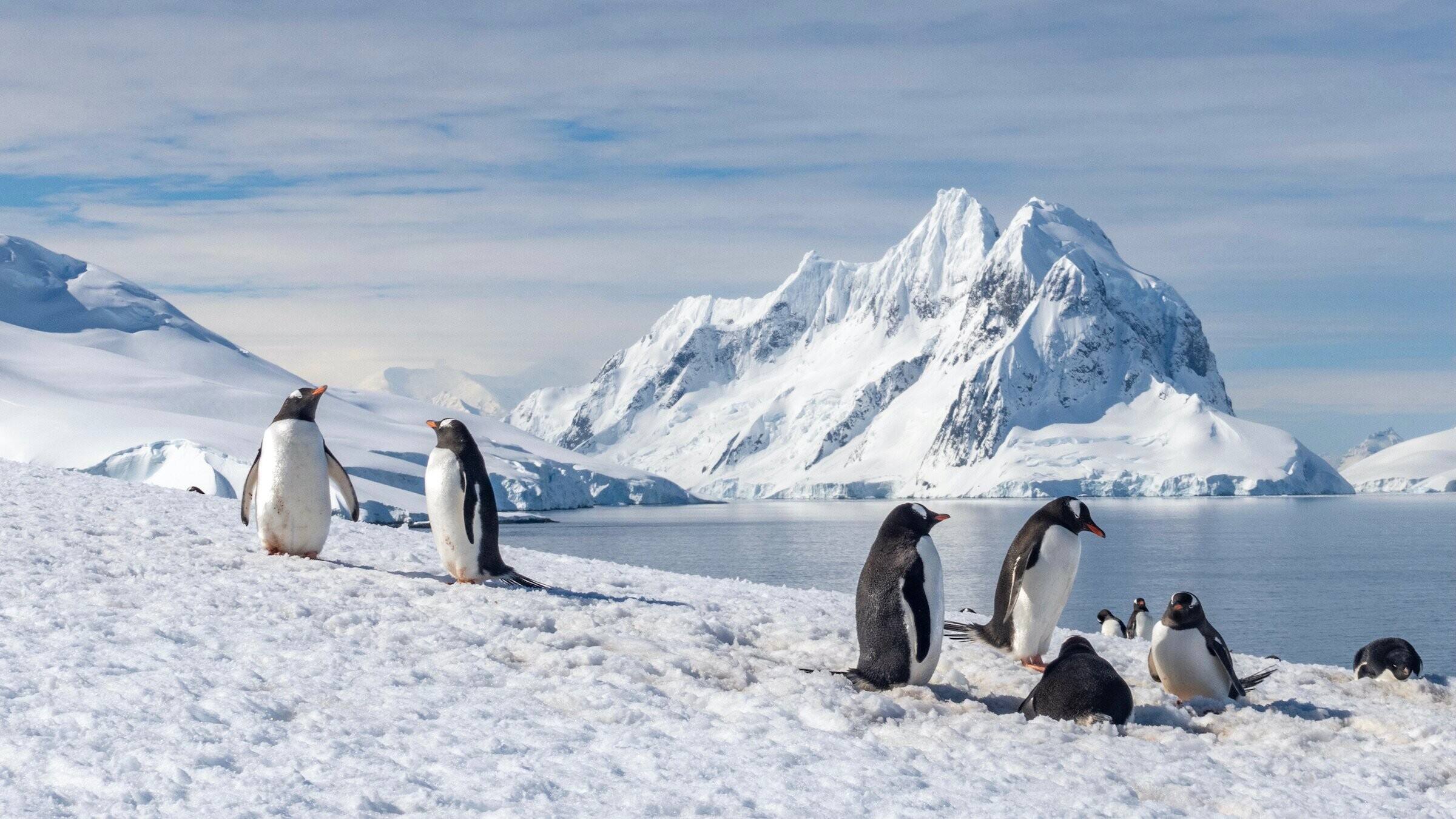 Explore A Península Antártica: Beleza E Aventura