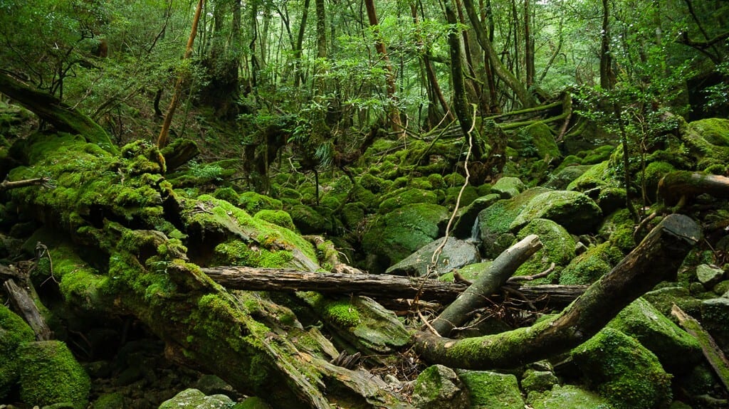 Descubra A Beleza Natural De Yakushima, Japão