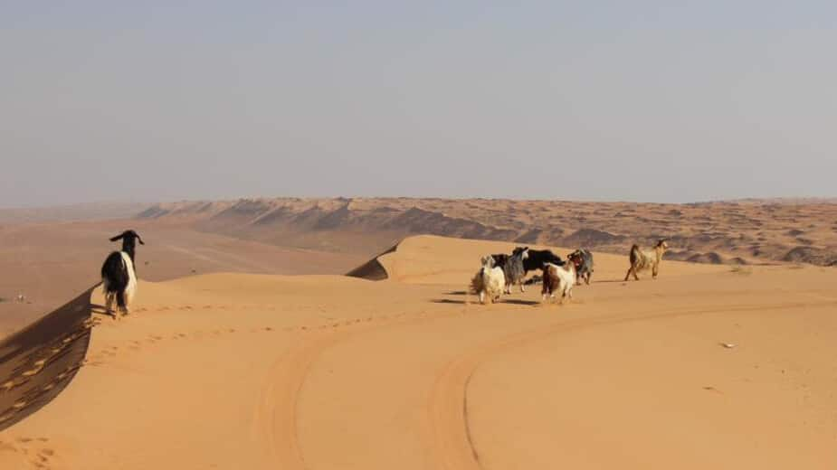 Descubra O Encanto Do Deserto De Rub' Al Khali, Omã