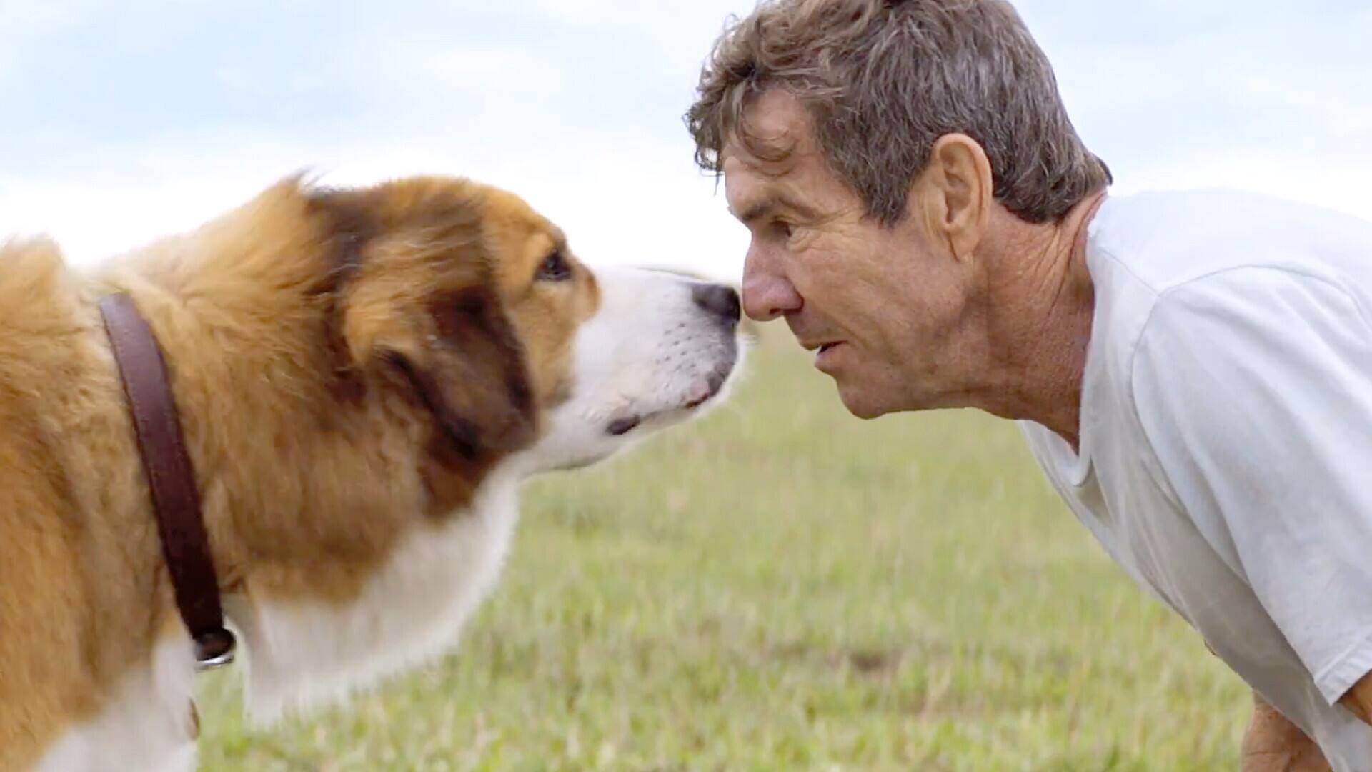 Filmes Emocionantes Se Você Ama 'Quatro Vidas De Um Cachorro'