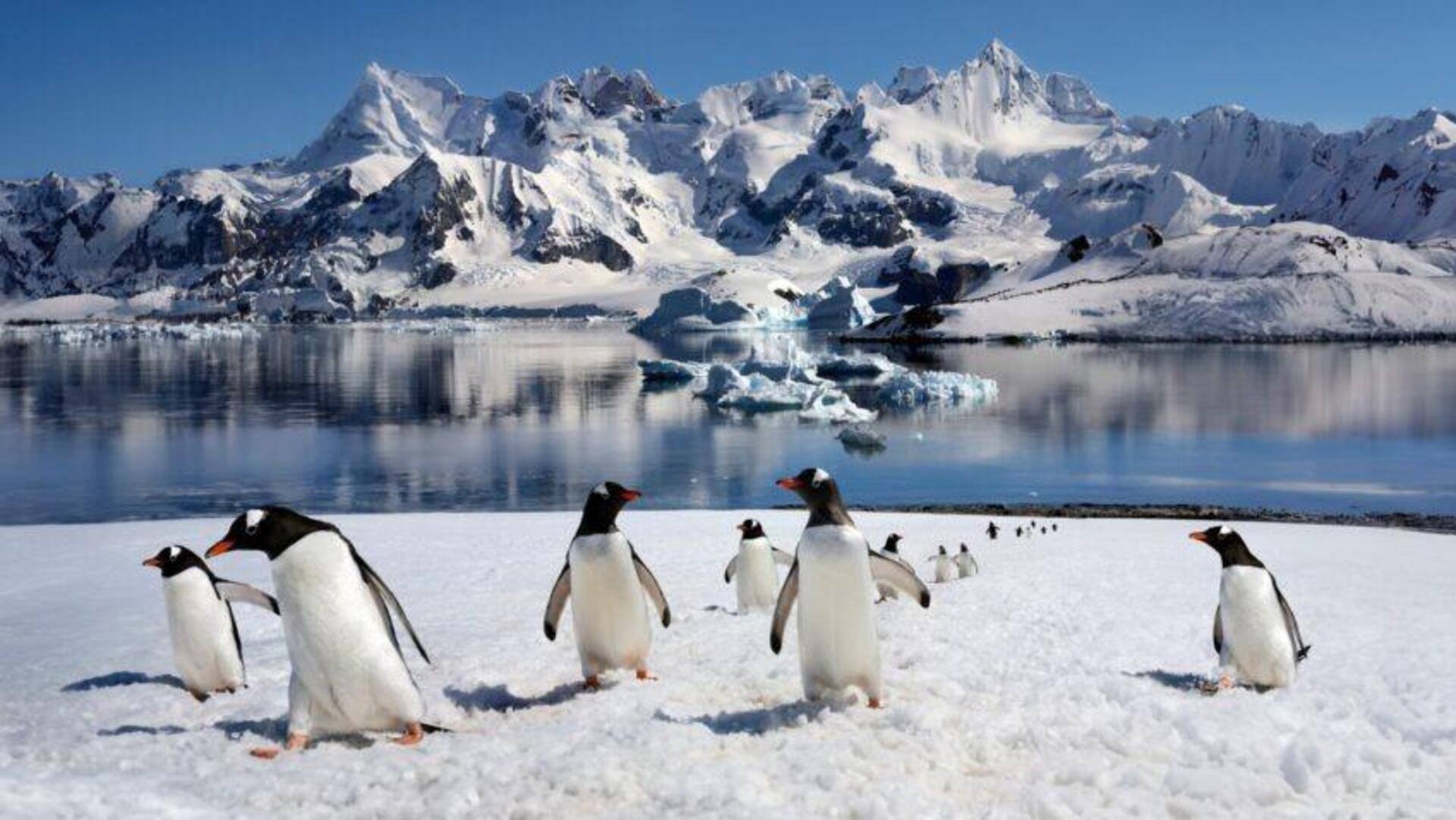 Descubra A Ilha Decepção: Aventura Na Antártica