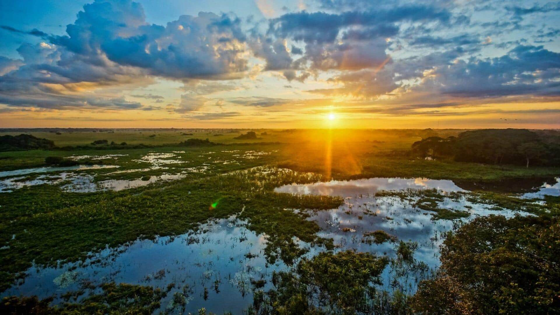 Descubra A Beleza Do Pantanal, Brasil