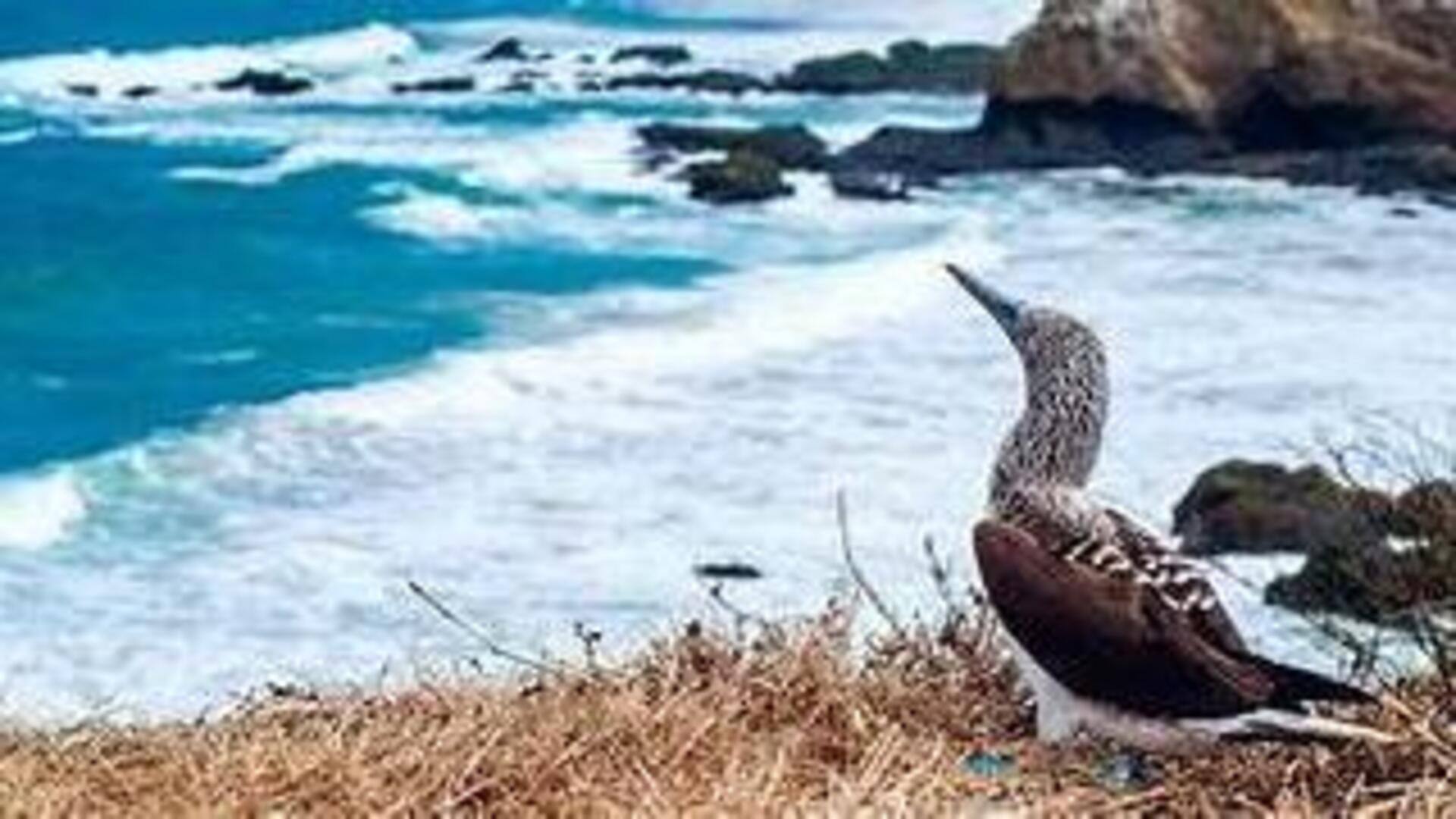 Descubra A Isla De La Plata, O Tesouro Do Equador