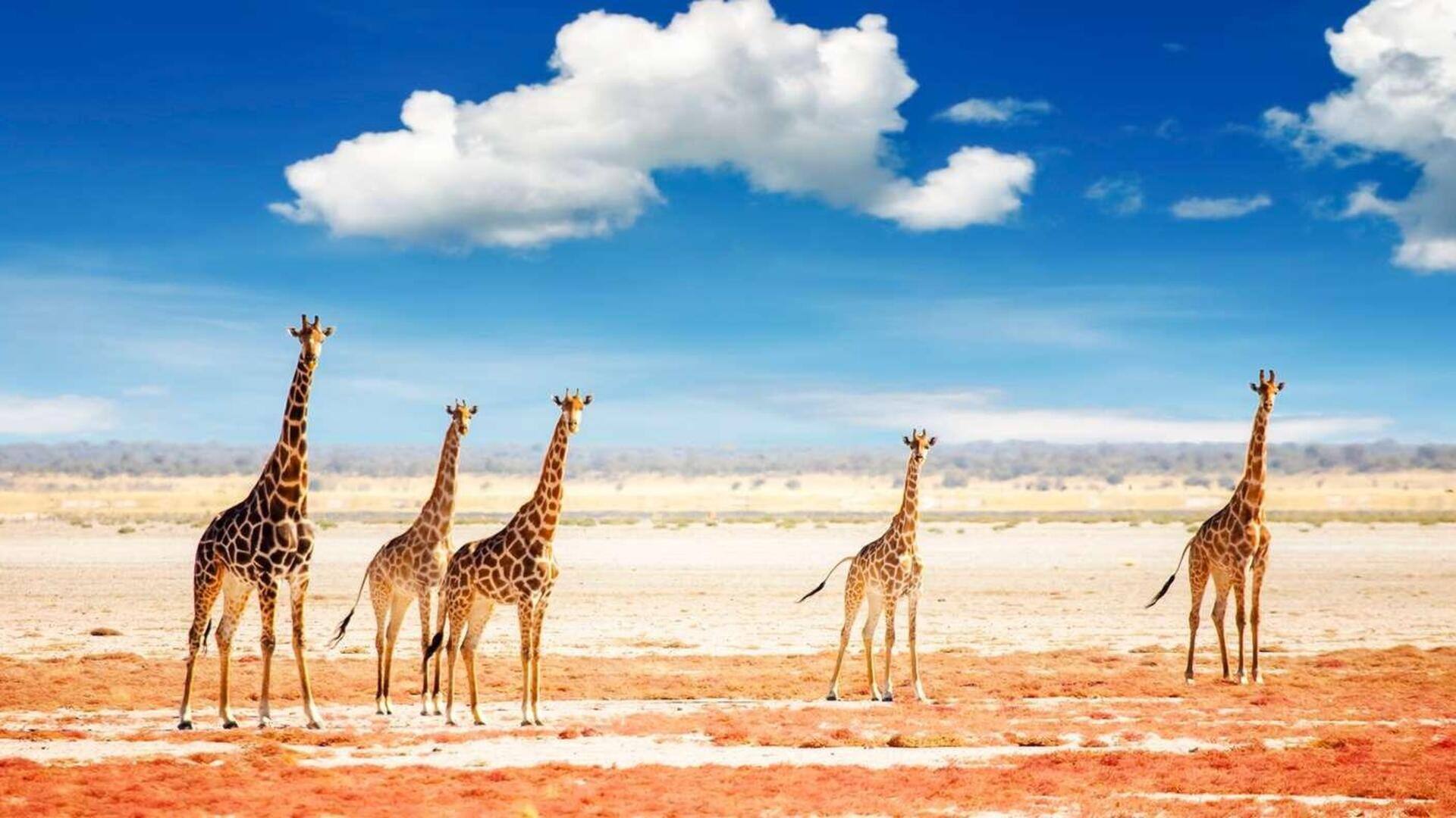 Descubra As Maravilhas Do Parque Nacional Etosha, Namíbia