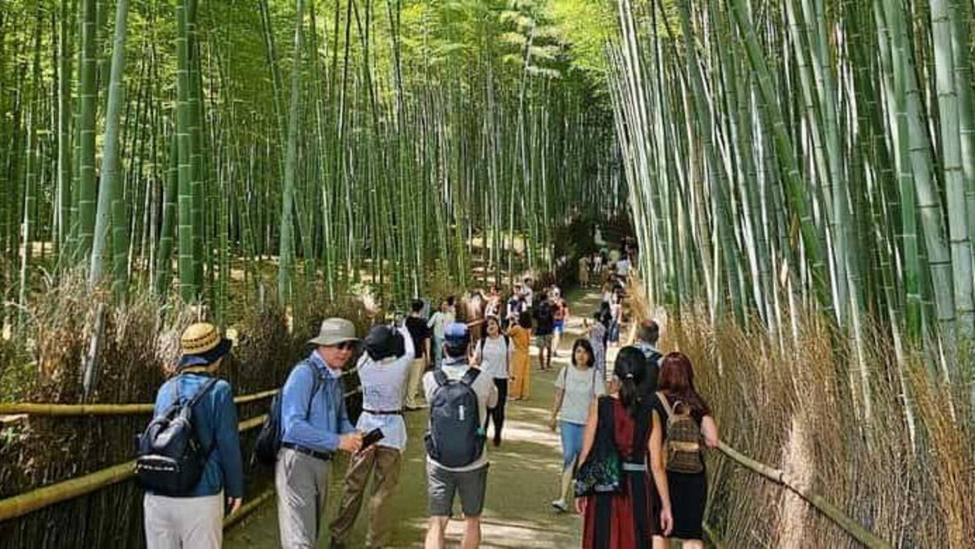 Descubra A Magia Do Bosque De Bambu De Arashiyama, Japão