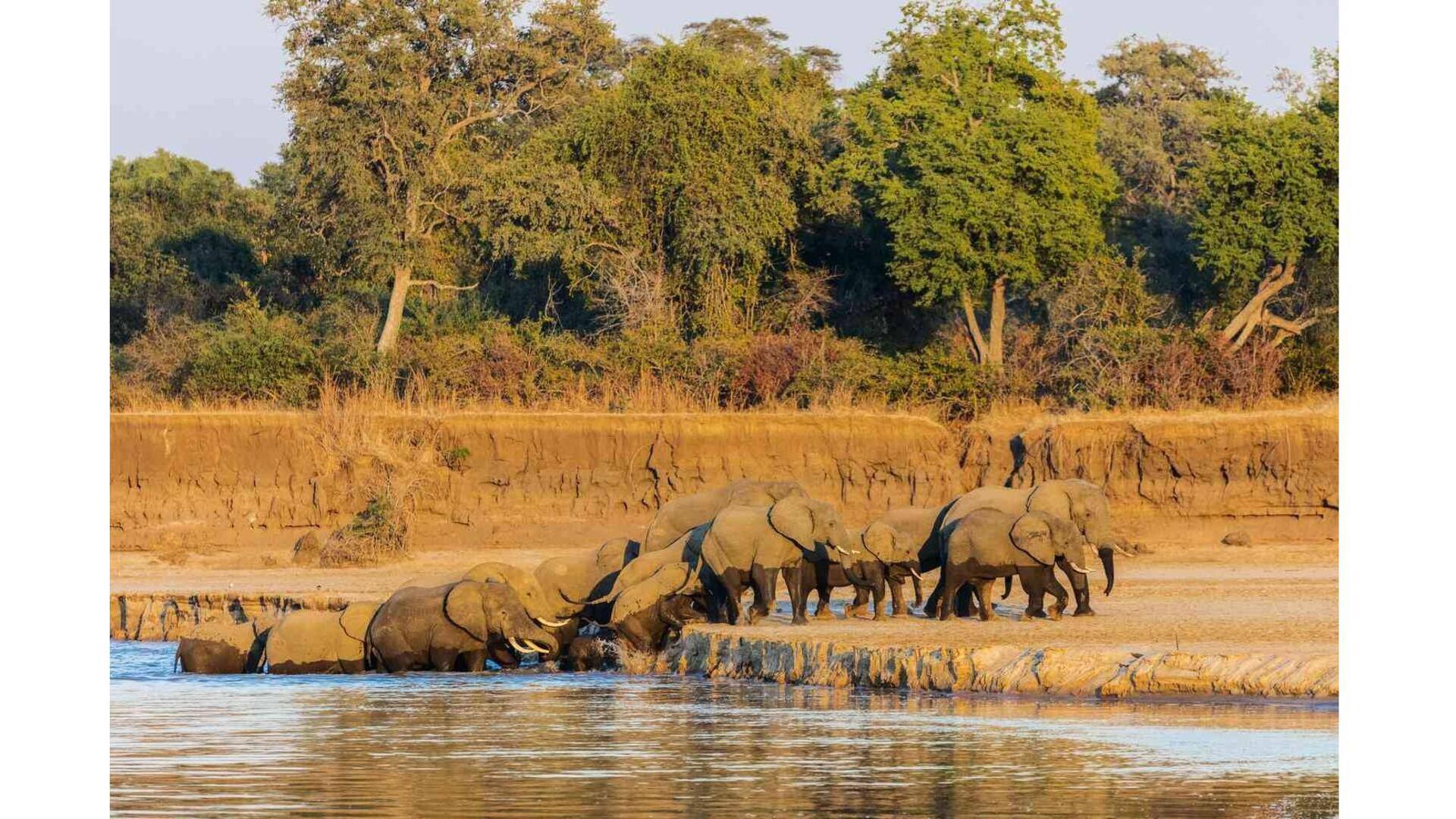 Descubra A Vida Selvagem Do Parque Nacional South Luangwa, Zâmbia