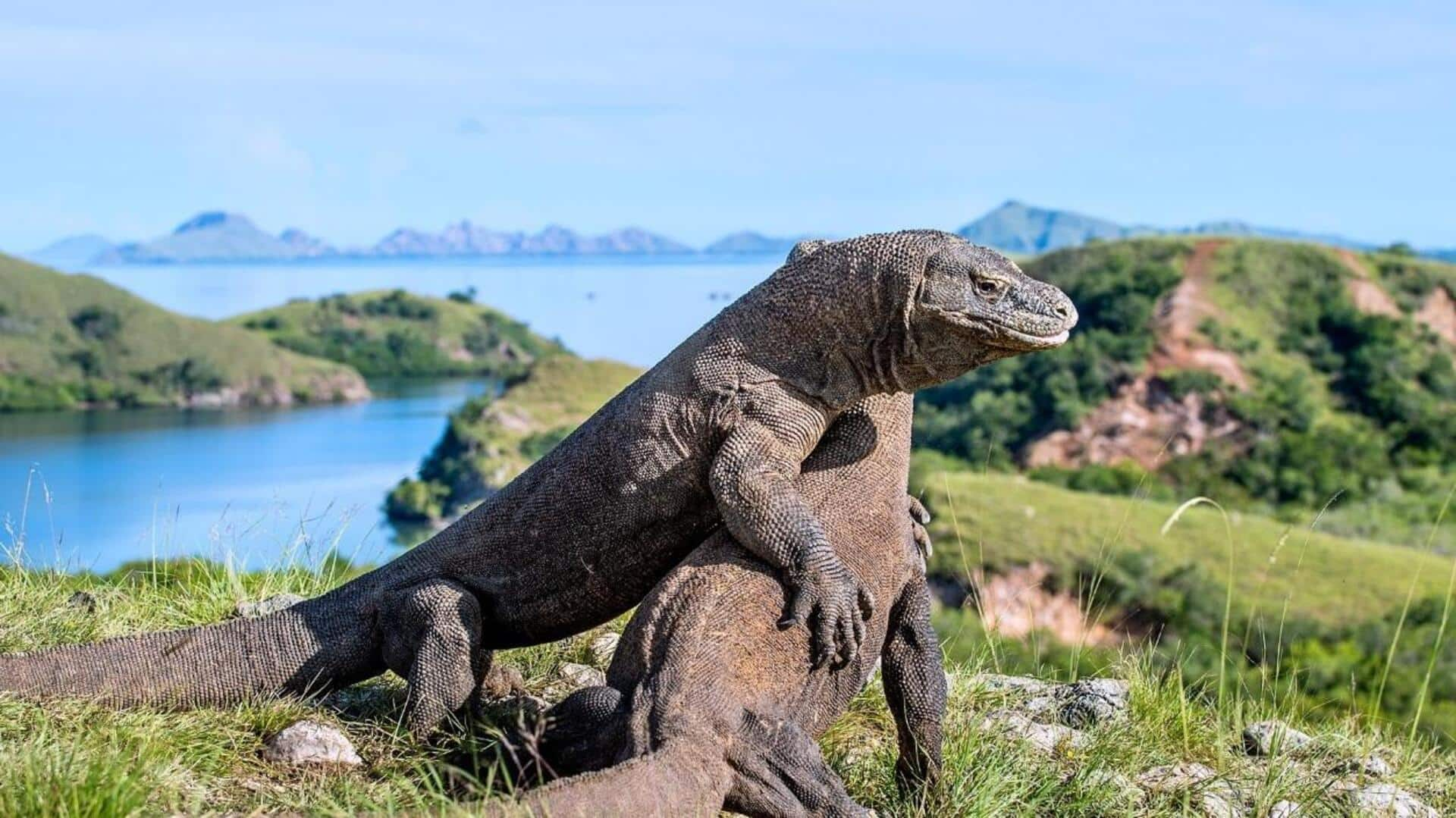 Descubra A Beleza Do Parque Nacional De Komodo, Indonésia