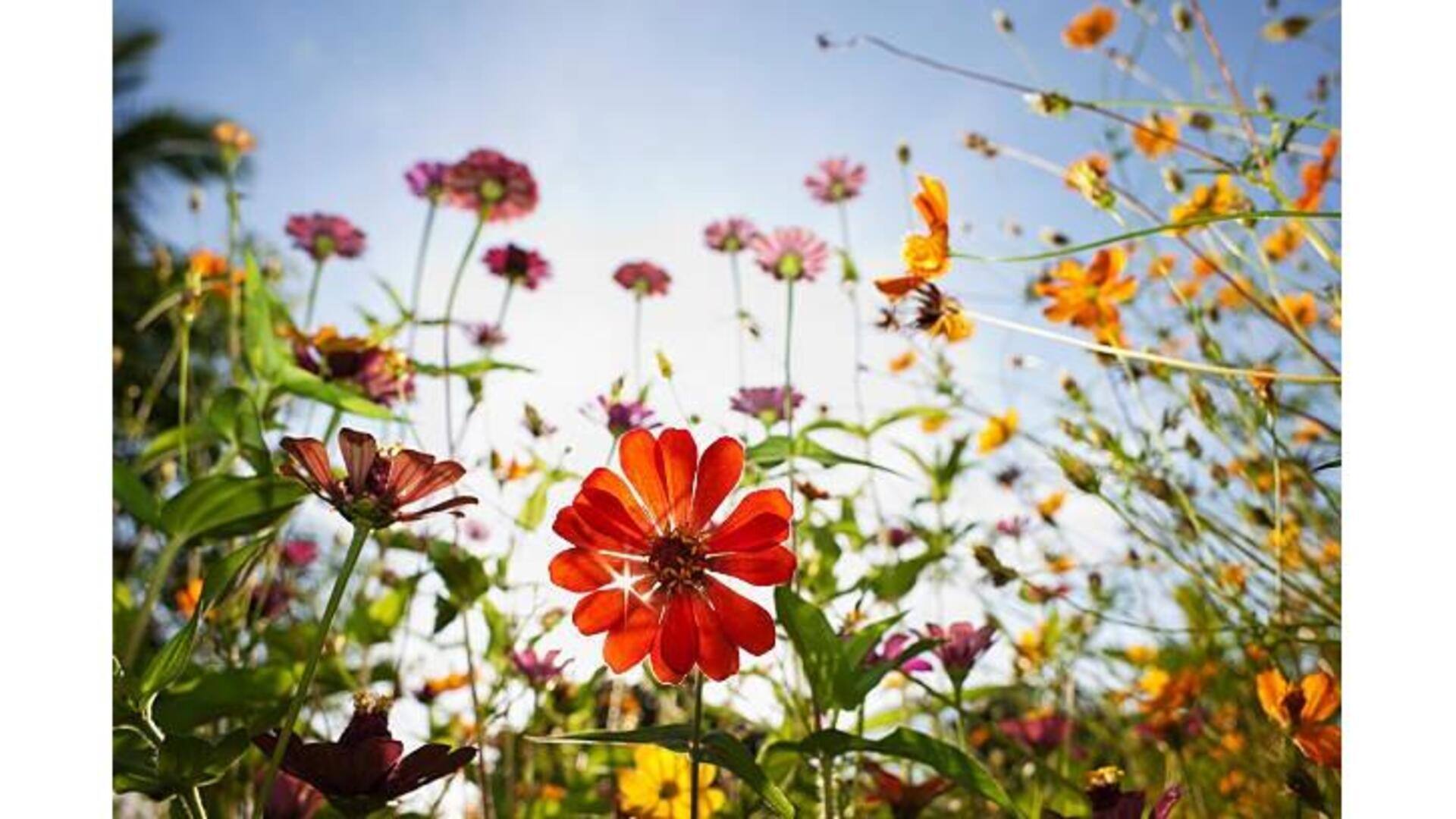 Explorando A Primavera Portuguesa: Moda Para Fotografia De Flores Silvestres