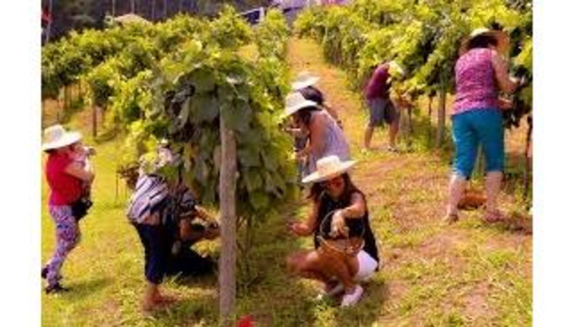 Vestir-Se Para O Festival De Pisa Das Uvas Em Portugal