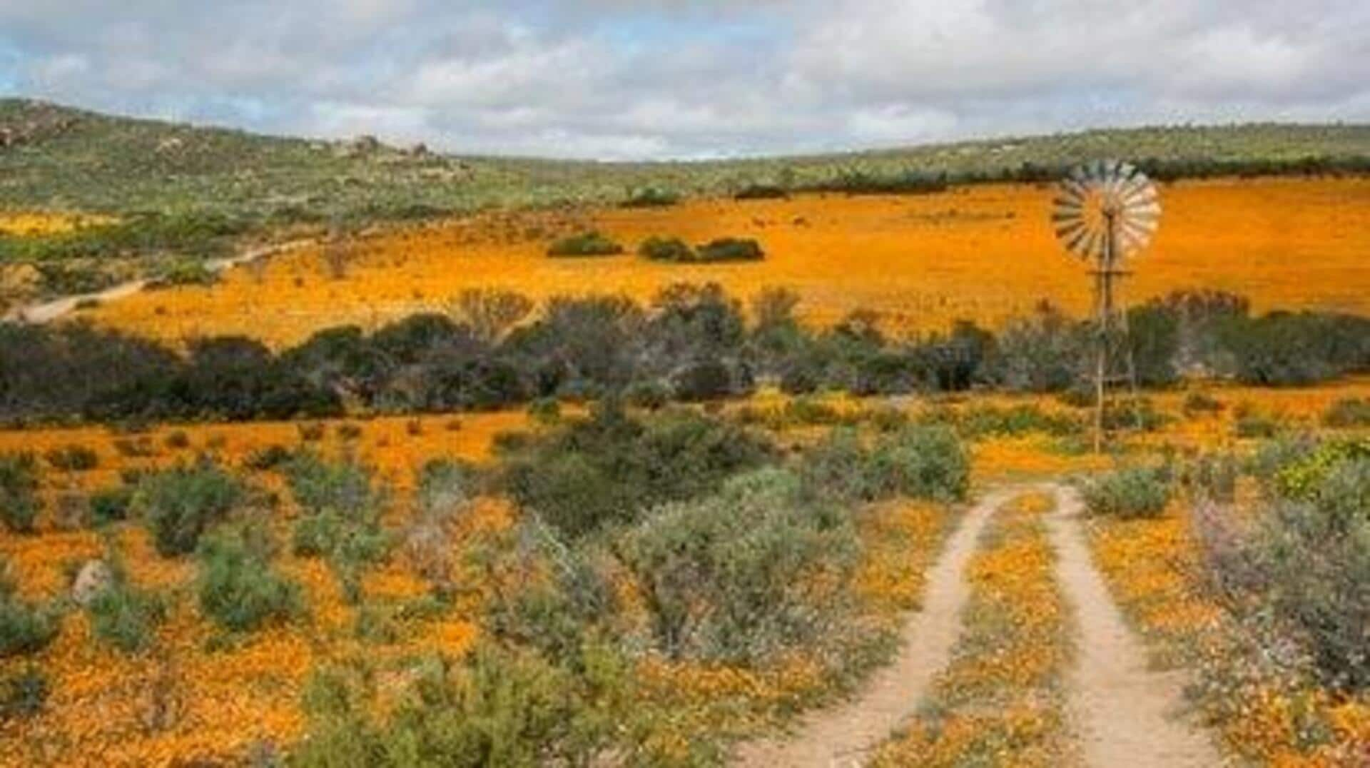 Descubra A Beleza Das Flores De Namaqualand, África Do Sul