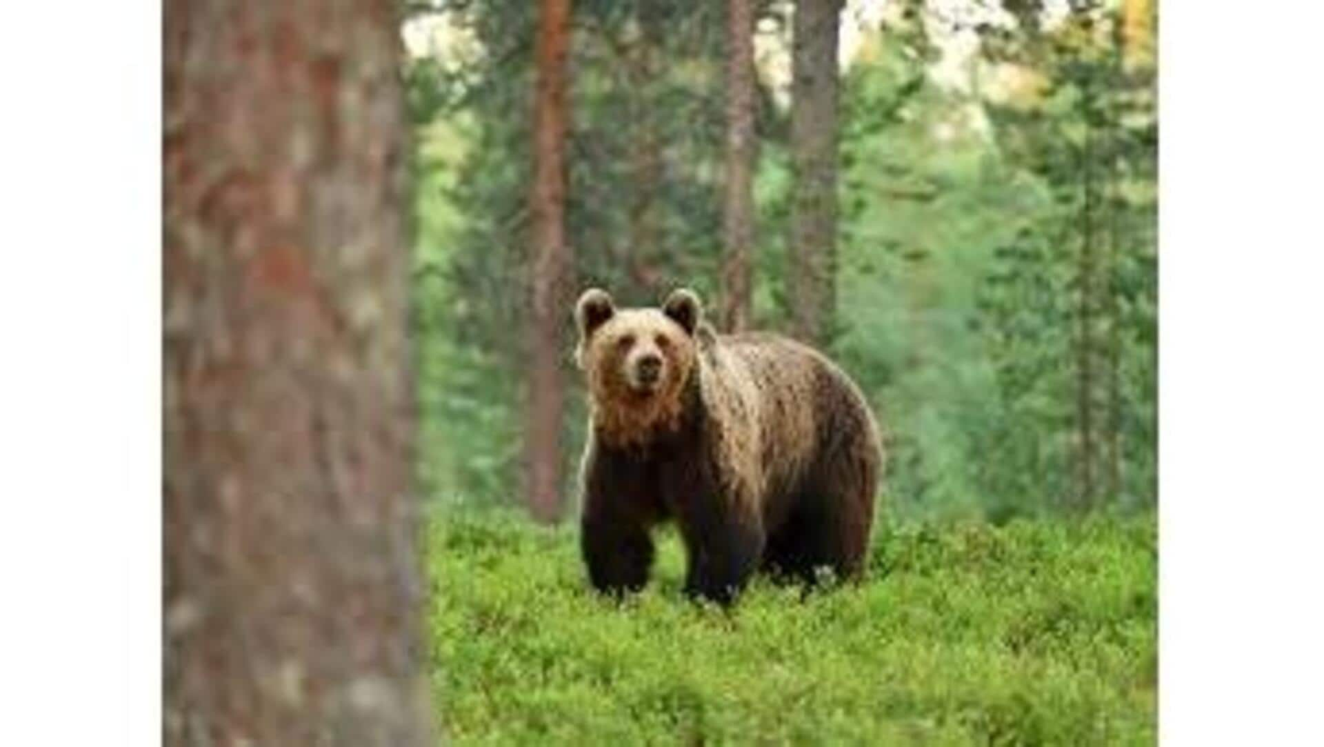 Descubra A Grande Floresta De Urso, Canadá: Um Refúgio Natural