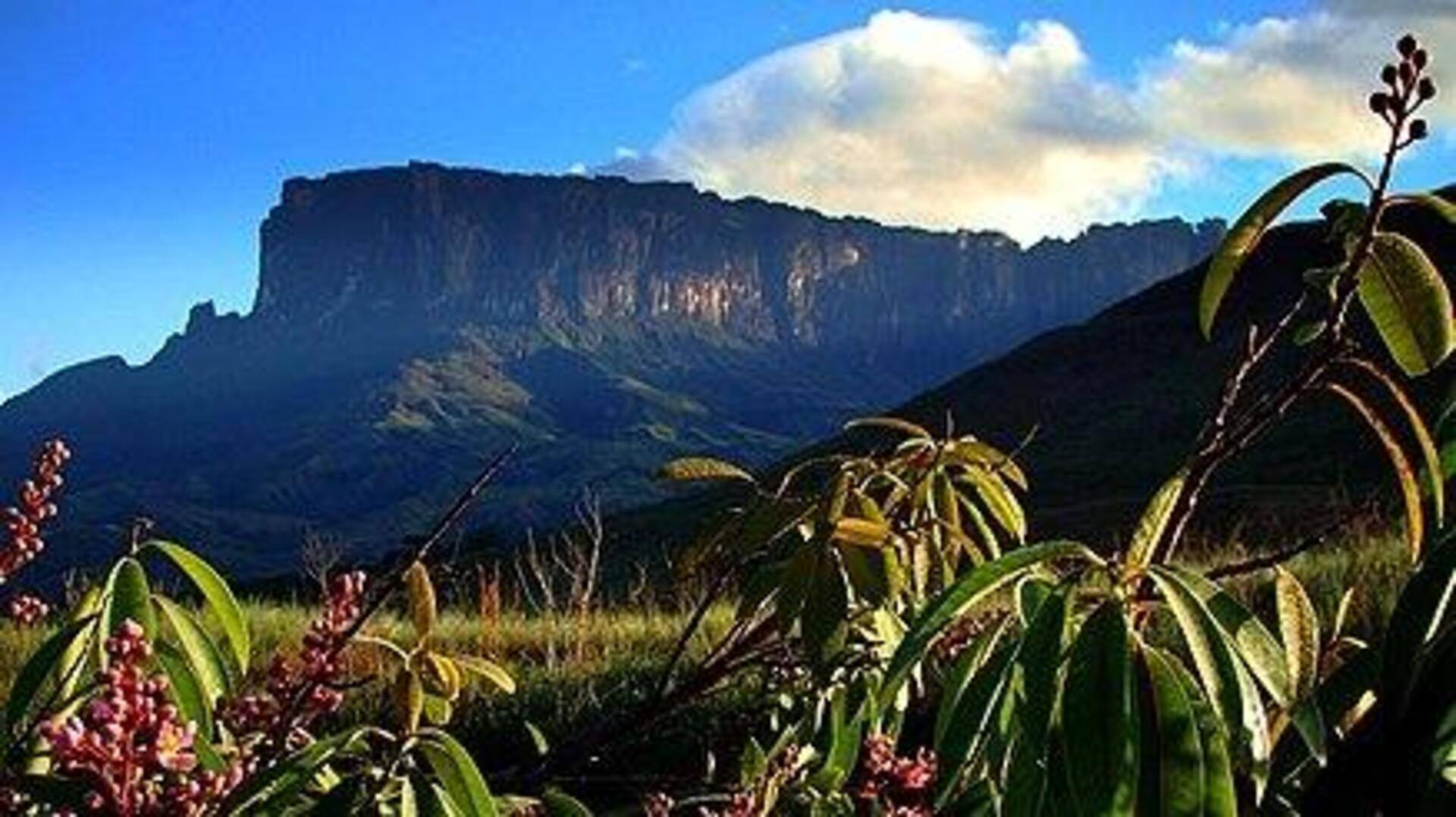 Descubra A Beleza Do Kukenán Tepui, Venezuela