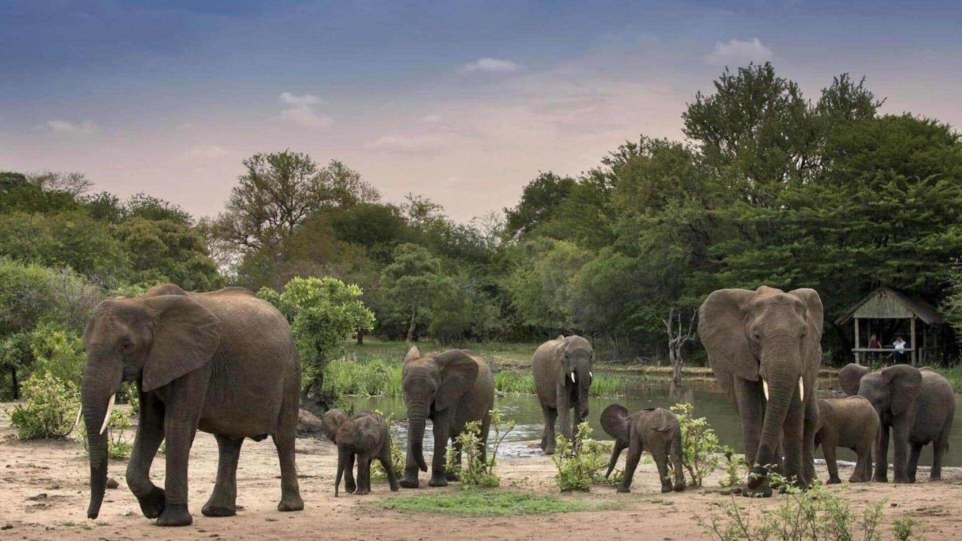 Descubra A Beleza Da Reserva Caça Timbavati, África Do Sul