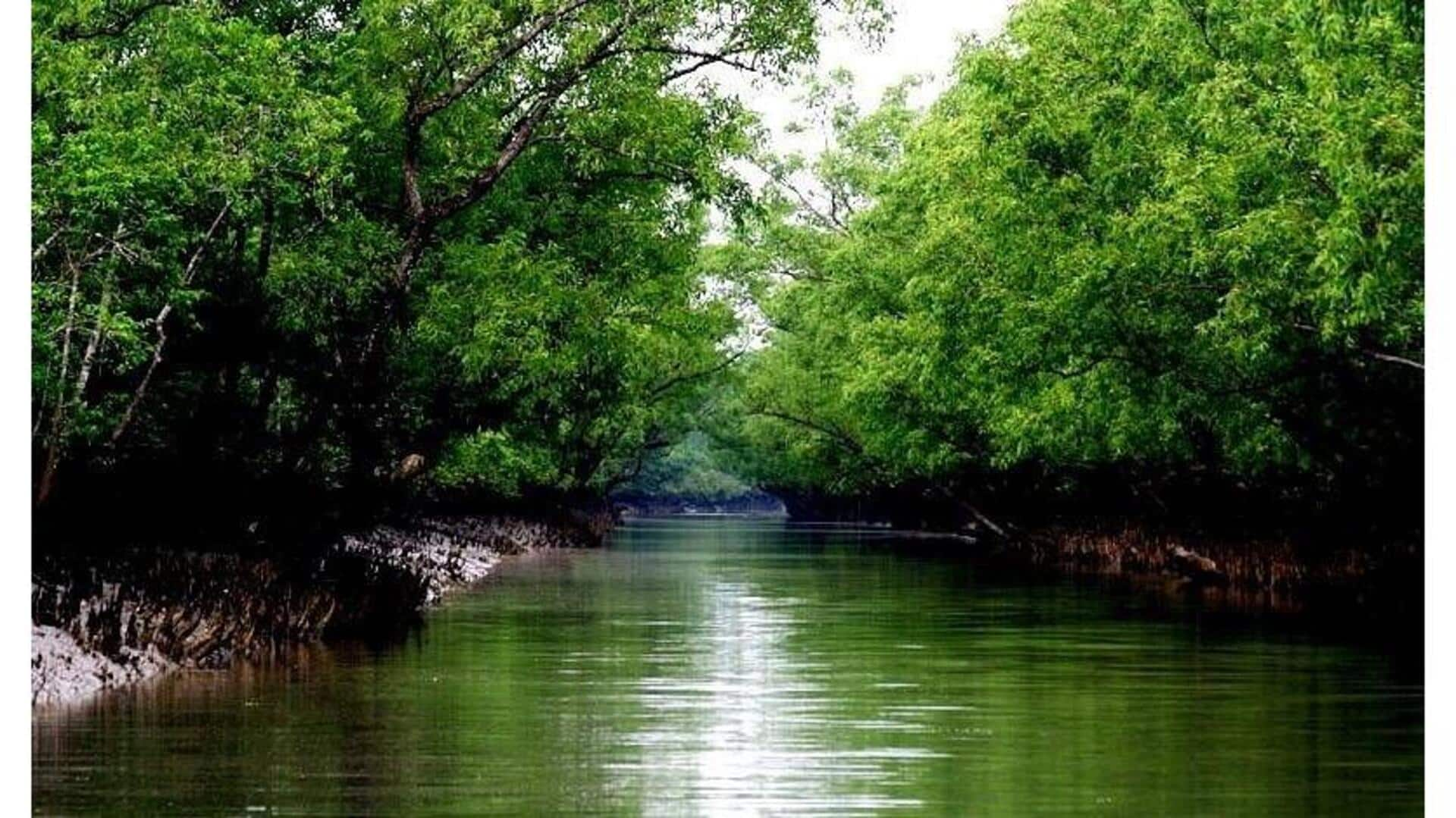 Descubra A Beleza Dos Sundarbans, Bangladesh