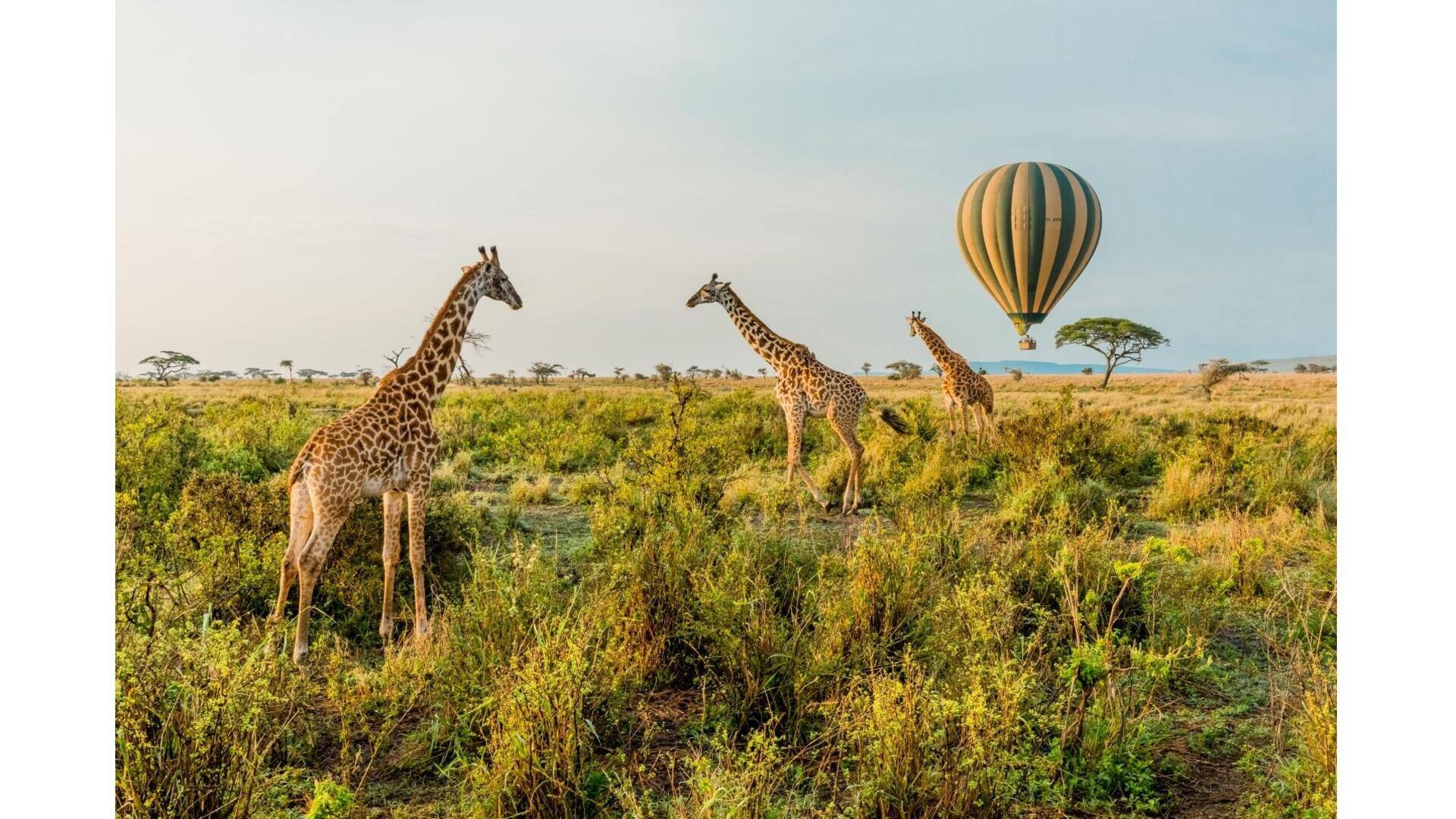 Descubra A Magia Do Parque Nacional Serengeti, Tanzânia