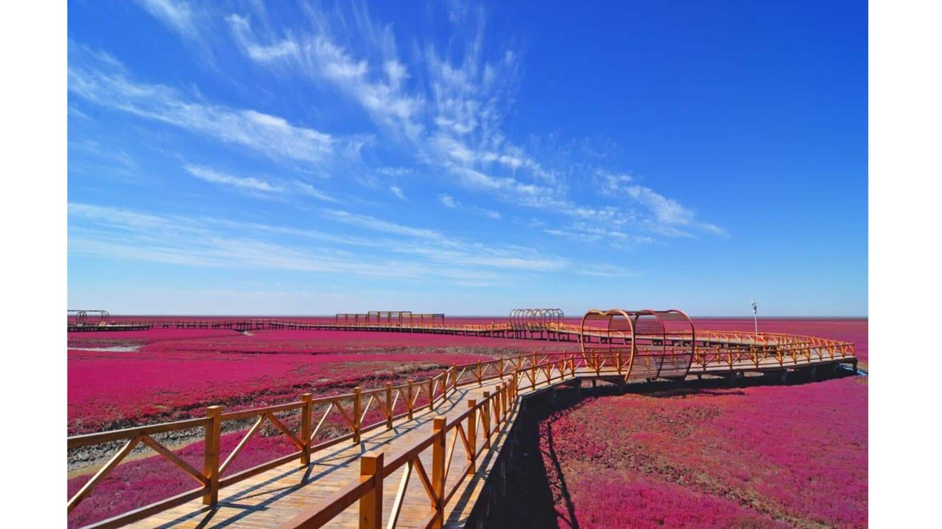 Descubra A Beleza Única Da Praia Vermelha De Panjin, China