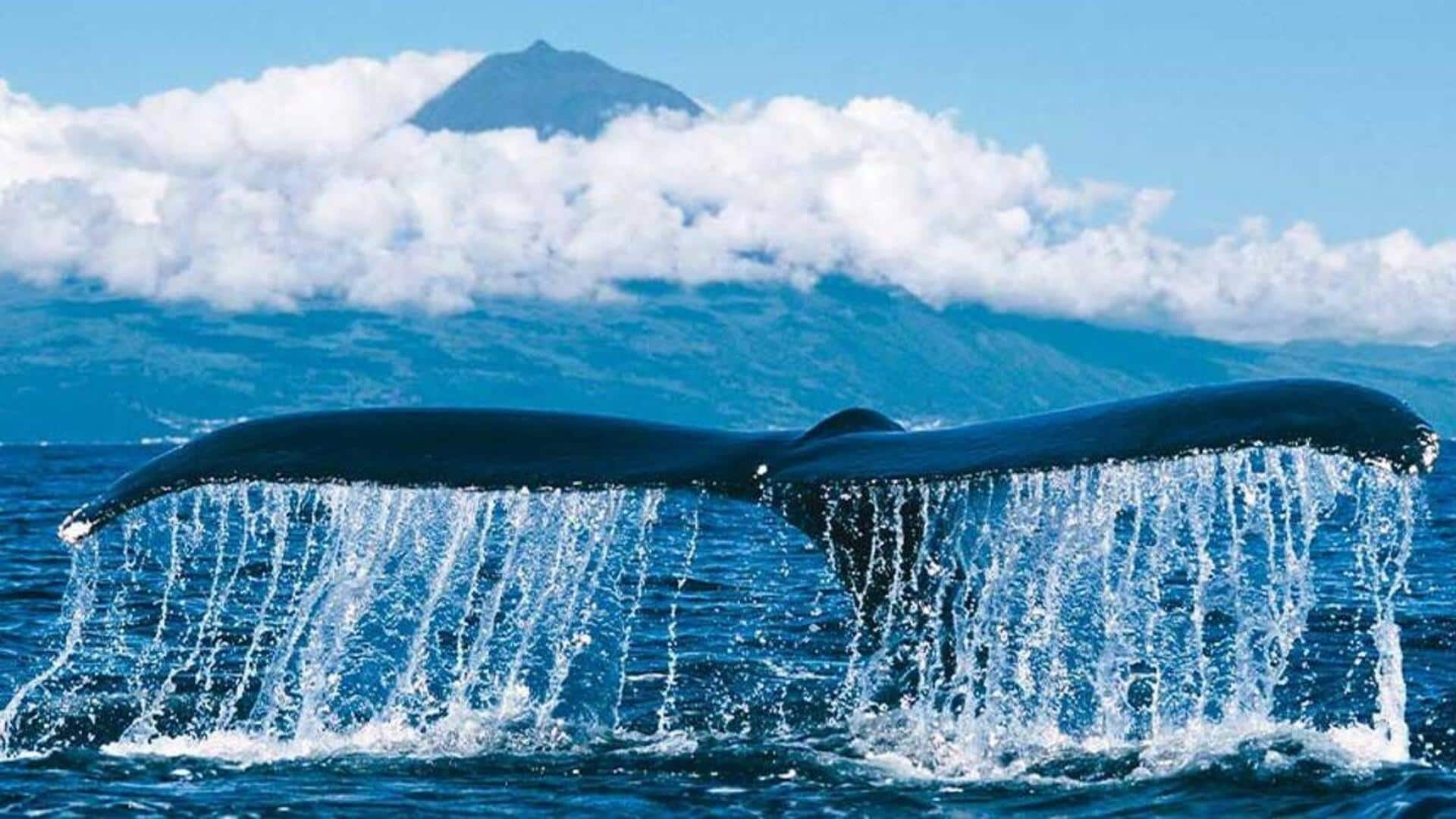 Observação De Baleias Nos Açores, Portugal