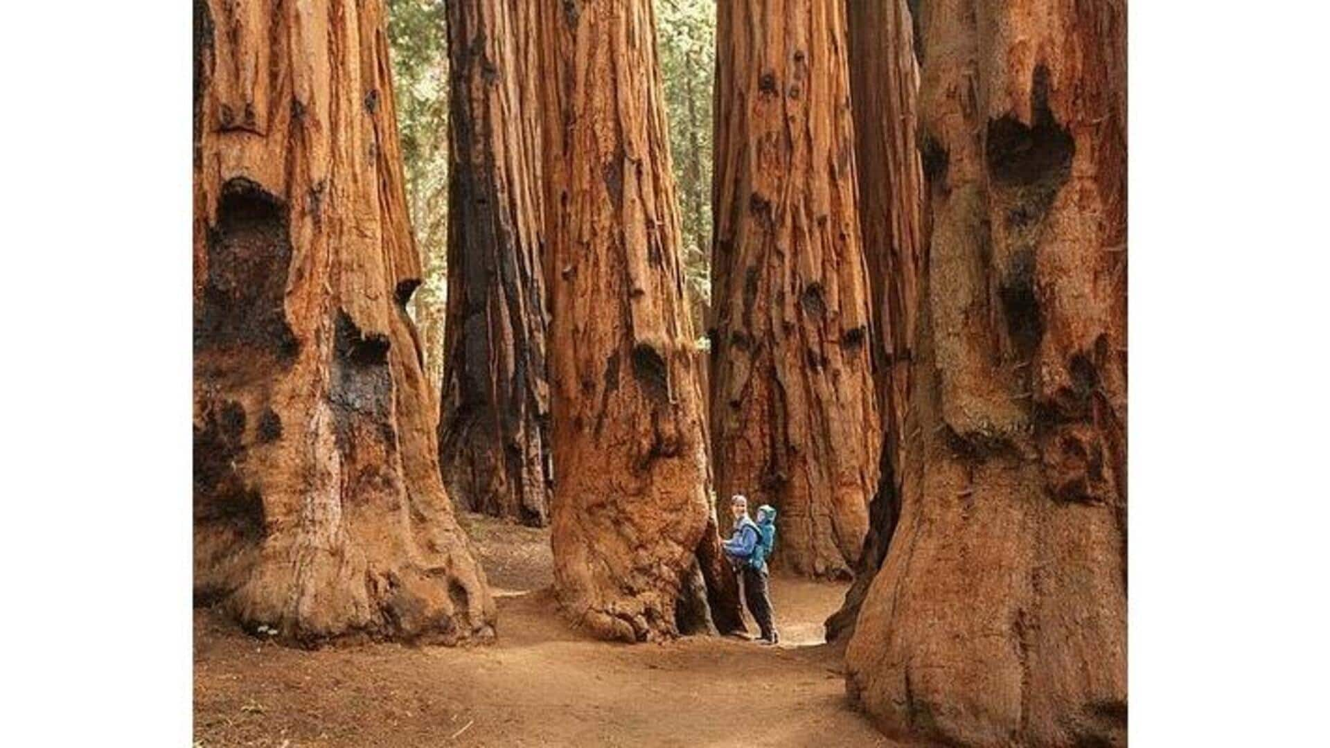 Descubra As Maravilhas Do Parque Nacional De Sequoia, Eua