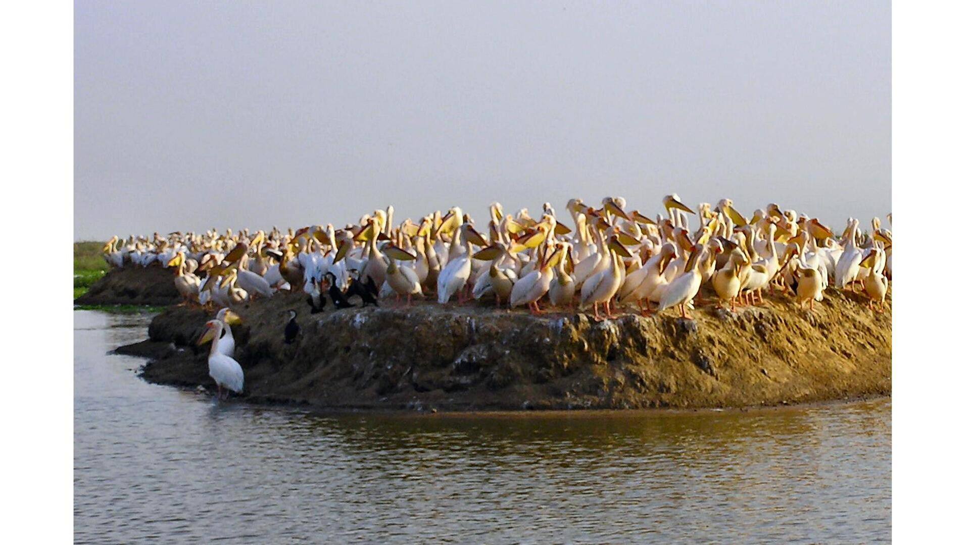 Descubra A Beleza Do Santuário De Aves De Djoudj, Senegal