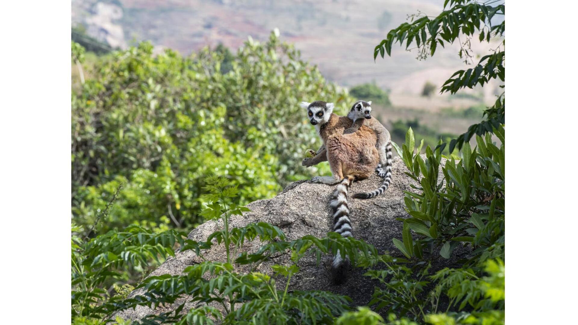 Descubra As Maravilhas De Madagascar, África