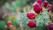 ஆரோக்கியத்திற்கு சீத்தாப்பழத்தைப் பயன்படுத்த 5 எளிய வழிகள்