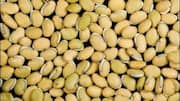 மராமா பீன்ஸ் ஏன் உங்கள் உடல்நலத்திற்கு ரொம்ப நல்லது?