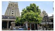 3,500 ஆண்டு பழமையான மாமரம் - காஞ்சிபுரம் ஏகாம்பரநாதர் கோவிலின் சிறப்புகள் 