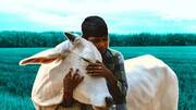 பிப்ரவரி 14, மாட்டை கட்டிப்பிடிக்கும் தினம் இல்லை: மத்திய அரசு