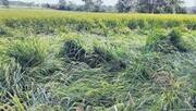 தமிழகத்தில் மழையால் சேதமடைந்த பயிர்களுக்கான நிவாரண தொகை ஏக்கருக்கு ரூ.35,000 கோரி விவசாயிகள் ஆர்ப்பாட்டம்