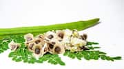 ஆப்பிரிக்காவின் நோய் எதிர்ப்பு சக்தி அதிகரிக்கும் முருங்கை விதைகள்!