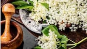 எல்டர்ப்ளவர்: நீங்கள் விரும்பும் 5 தனித்துவமான உணவுகள்!
