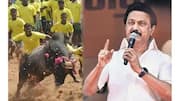 தமிழக முதல்வர் 70வது பிறந்தநாளை முன்னிட்டு சென்னையில் முதன்முறையாக ஜல்லிக்கட்டு போட்டி