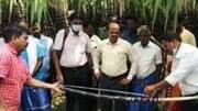 பொங்கல் பரிசுக்கான கரும்புகள் இன்ச் டேப்பில் அளந்து கொள்முதல்