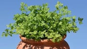 வீட்டிலேயே செர்வில் (Chervil) எப்படி வளர்ப்பது?