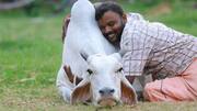 மாட்டை கட்டிப்பிடிக்கும் தினம்; விலங்குகள் நலத்துறையின் காதலர் தின வேண்டுகோளுக்கு, நெட்டிசன்கள் பதில்