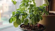 ஜன்னல் ஓரத்திலேயே துளசி செடி செழிப்பாக வளரணுமா? இந்த 4 டிப்ஸை மட்டும் ஃபாலோ பண்ணுங்க