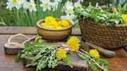 வீட்டுத் தோட்டம் 101: சாலட் தயாரிப்பிற்காக டான்டேலியன் (Dandelion) வளர்ப்பு!